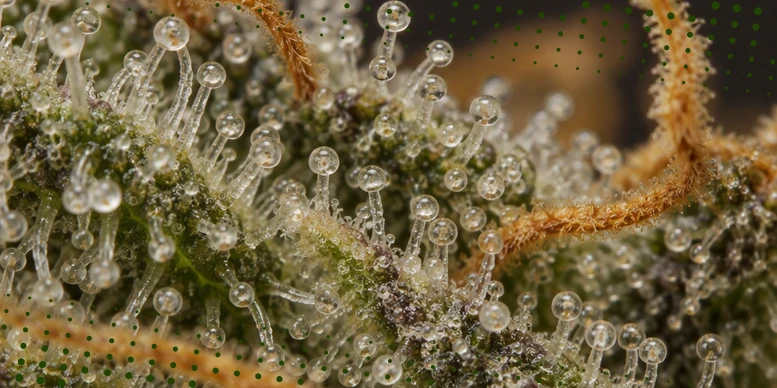 Flor seca de perto, com tricomas glandulares cobertos de resina e pistilos laranja