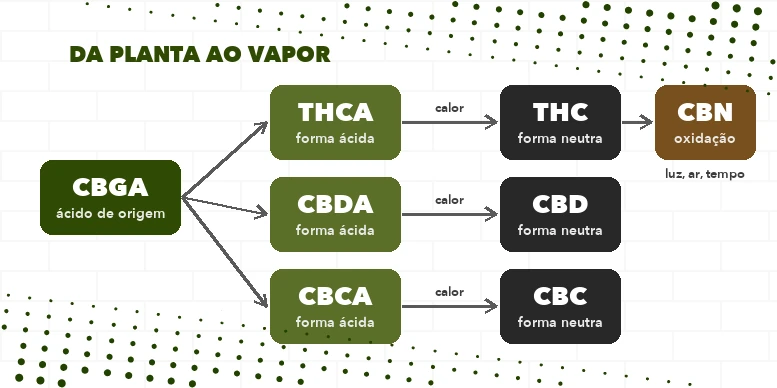 Diagrama da cadeia CBGA > THCA, CBDA e CBCA > THC, CBD e CBC pela descarboxilação, e THC > CBN por oxidação