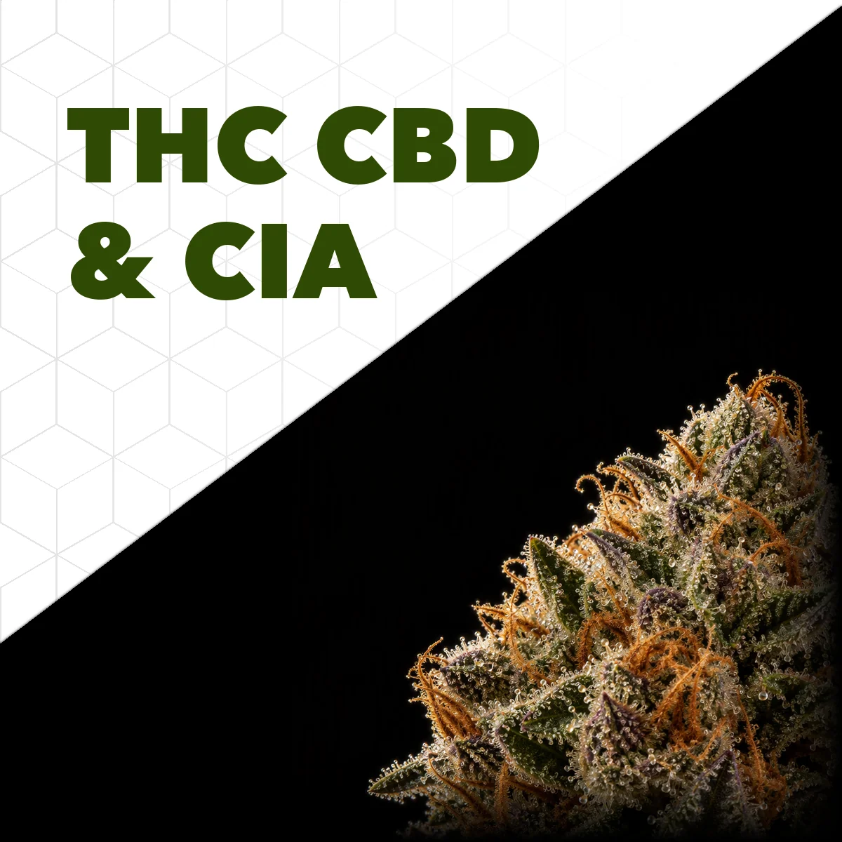 Flor seca coberta de tricomas e pistilos laranja, com as siglas THC e CBD no título
