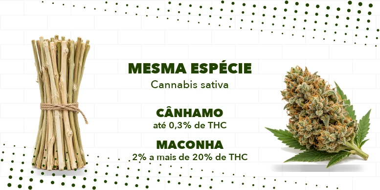 Comparação entre cânhamo e maconha: mesma espécie Cannabis sativa, com teor de THC diferente