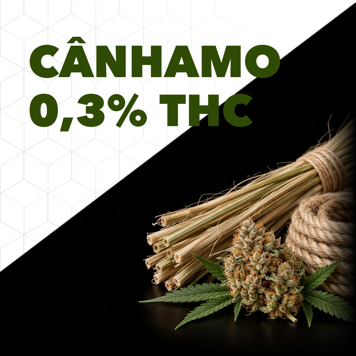 Feixe de caules de cânhamo, corda de fibra e flor seca com folhas, com o título Cânhamo 0,3% THC