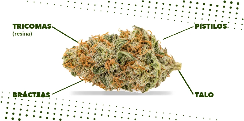 Flor de cannabis seca em close, com tricomas e pistilos alaranjados indicados