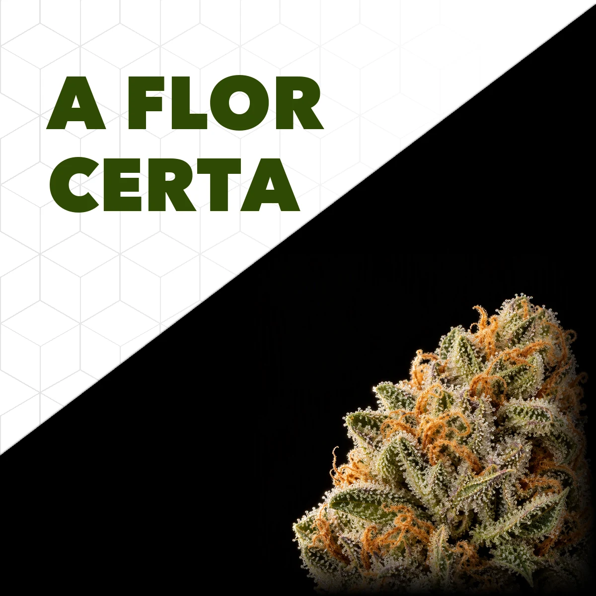 Botão de flor de cannabis seca coberto de tricomas e pistilos alaranjados sobre fundo preto, com o título A flor certa