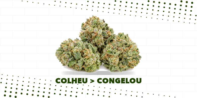 Flores frescas recém-colhidas, cobertas de tricomas e pistilos laranja, o material que vai direto para o congelamento