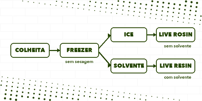 Diagrama do caminho do fresh frozen: colheita, freezer, ice e prensa, live rosin; ou extração por solvente, live resin