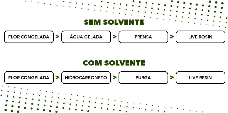 Diagrama comparando o caminho do live rosin, por prensa e sem solvente, e o do live resin, por solvente e purga