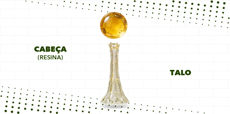 Diagrama de um tricoma da cannabis com a cabeça resinosa separada do talo