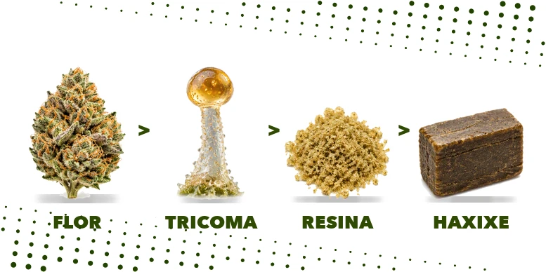 Diagrama do caminho da flor ao haxixe: flor seca, tricoma, resina separada e bloco prensado