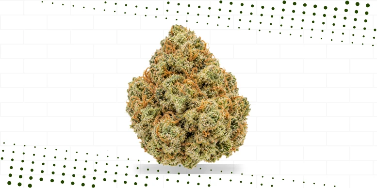 Flor seca de cannabis vista de perto, com tricomas de resina e pistilos laranja