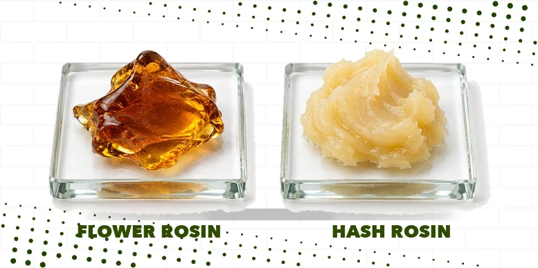 Comparação lado a lado de flower rosin âmbar e translúcido e hash rosin claro e cremoso sobre placas de vidro