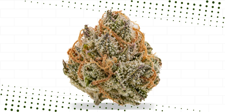 Flor seca vista de perto, com tricomas e pistilos laranja